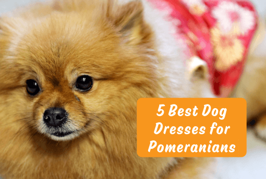 5 Best Dog Dresses for Pomeranians