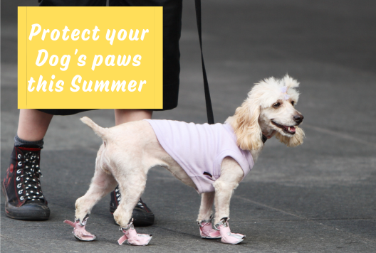 Protect your Dog's Paws this Summer