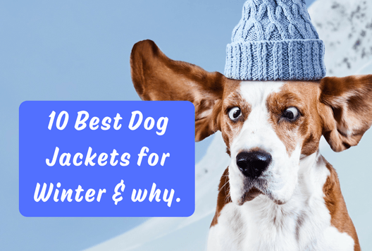 10 Best Dog Jackets for Winter and why.