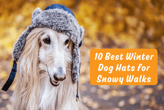 10 Best Winter Dog Hats for Snowy Walks
