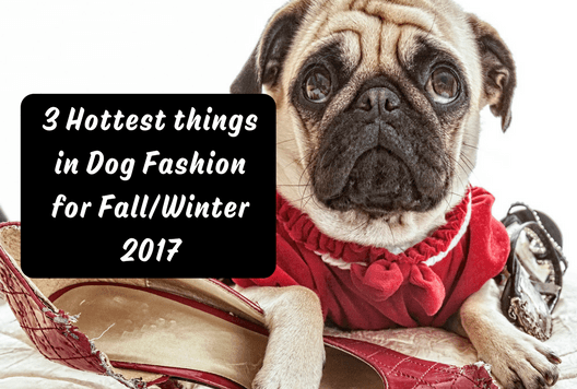 3 Hottest Things in Dog Fashion for Fall/Winter 2017