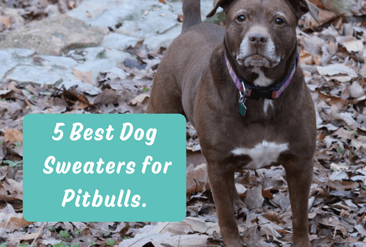 5 Best Dog Sweaters for Pitbulls
