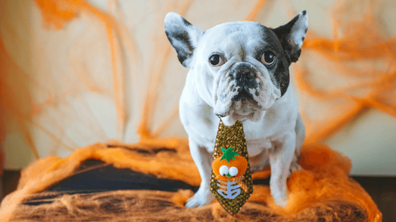 5 Must Do Tips to Keep your Dog Safe and Happy this Halloween