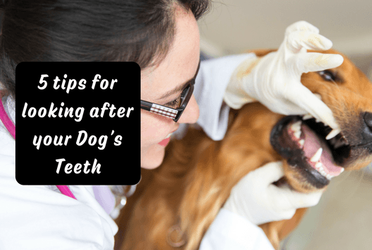 5 tips for looking after your Dog’s Teeth