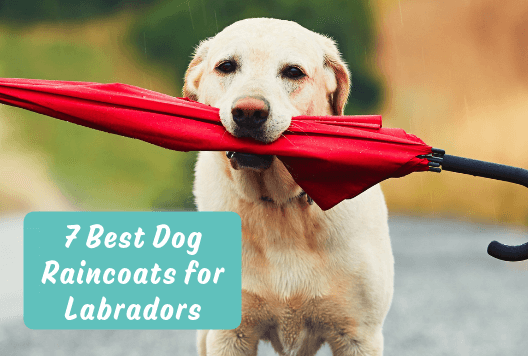 7 Best Dog Raincoats for Labradors