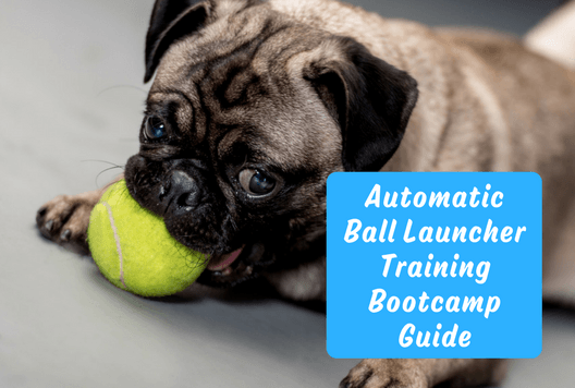 Automatic Ball Launcher Training Bootcamp Guide