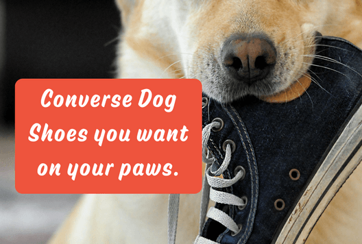 Converse Dog Shoes you want on your paws.