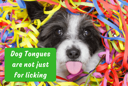 Dog Tongues are not just for Licking.