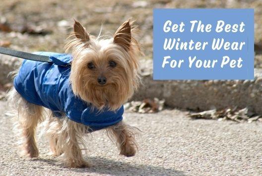 First Time Doggie Wardrobes | Get The Best Winter Wear For Your Pet