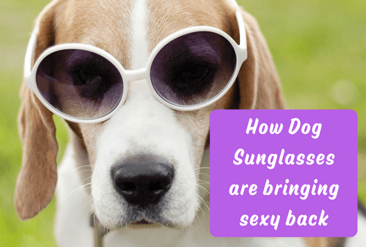 How Dog Sunglasses are Bringing Sexy Back