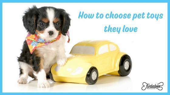 How to choose pet toys they love