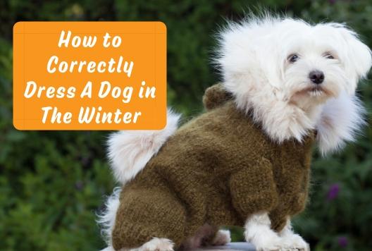 How to Correctly Dress A Dog in The Winter