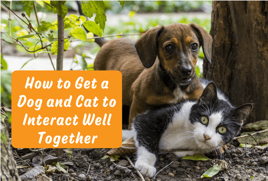 How to Get a Dog and Cat to Interact Well Together