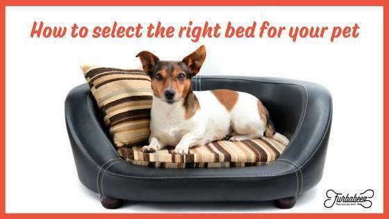 How to select the right bed for your pet.