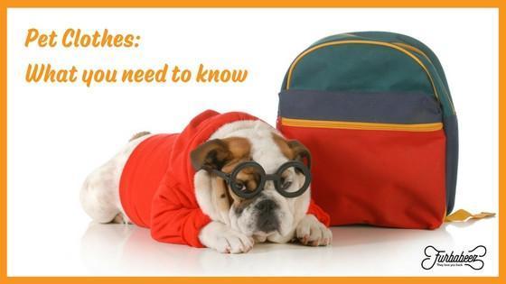 Pet Clothes: What You Need to Know