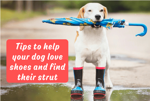 Tips to help your dog love shoes and find their strut