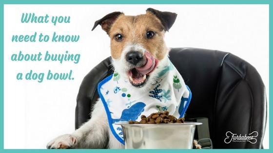 What to know about buying a pet bowl for your dog