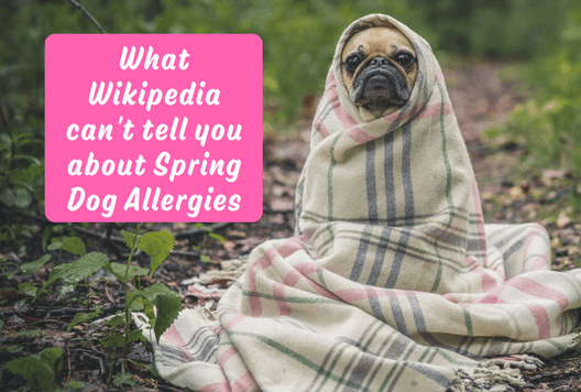 What Wikipedia can't tell you about Spring Dog Allergies