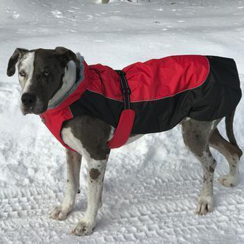Alpine All-Weather Dog Coat - Red and Black, Pet Clothes, Furbabeez, [tag]
