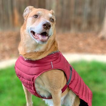 Alpine Extreme Weather Puffer Dog Coat - Burgundy Pet Clothes Doggie Design 