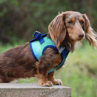 American River Choke-Free Dog Harness - Northern Lights Ombre, Collars and Leads, Furbabeez, [tag]