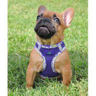 American River Choke Free Harness Hawaiian Trim - Paisley Purple, Collars and Leads, Furbabeez, [tag]