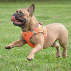 American River Hawaiian Trim Choke-Free Dog Harness - Sunset Orange, Collars and Leads, Furbabeez, [tag]
