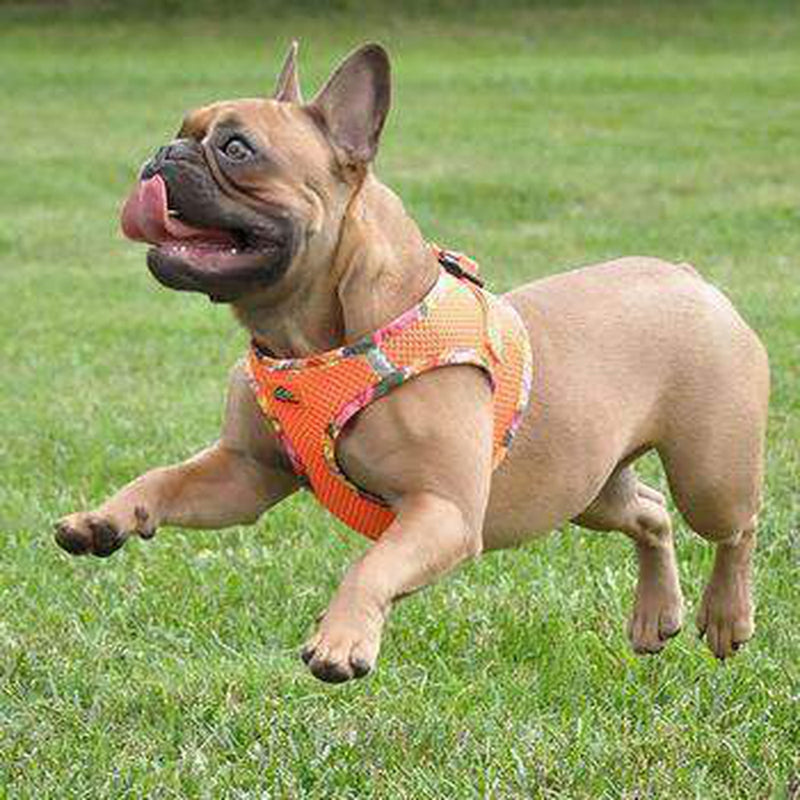 American River Hawaiian Trim Choke-Free Dog Harness - Sunset Orange, Collars and Leads, Furbabeez, [tag]