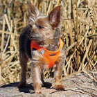American River Ultra Choke-Free Mesh Dog Harness - Hunter Orange, Collars and Leads, Furbabeez, [tag]