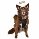 Angel Dog Pet Costume Pet Clothes Pet Krewe 
