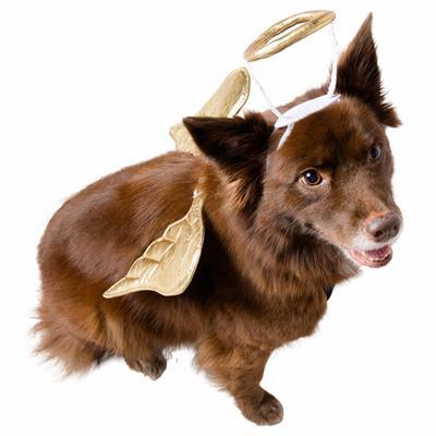 Angel Dog Pet Costume Pet Clothes Pet Krewe 