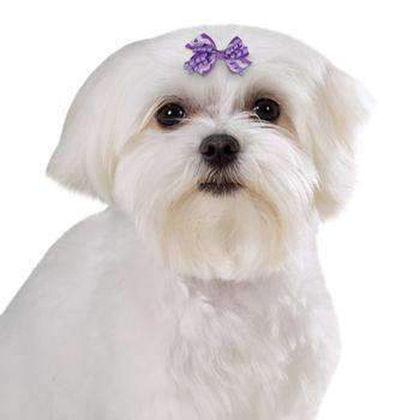 Aria Gracie Dog Bows, Pet Accessories, Furbabeez, [tag]