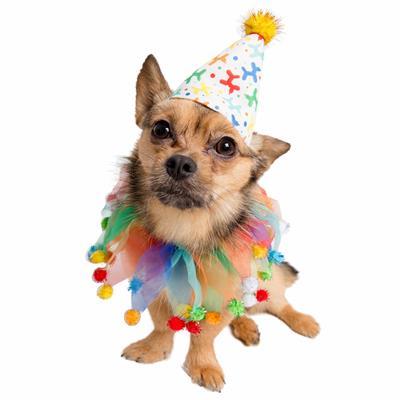 Celebration/Birthday Hat & Collar Set for Dogs Pet Accessories Pet Krewe 