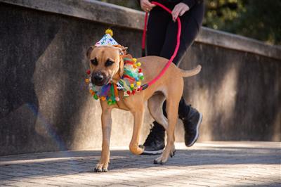 Celebration/Birthday Hat & Collar Set for Dogs Pet Accessories Pet Krewe 