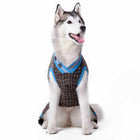 City V-Neck Dog Sweater by Dogo - Brown with Blue Trim, Pet Clothes, Furbabeez, [tag]