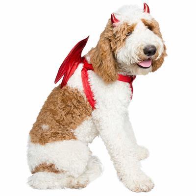 Devil Dog Pet Costume Pet Clothes Pet Krewe 