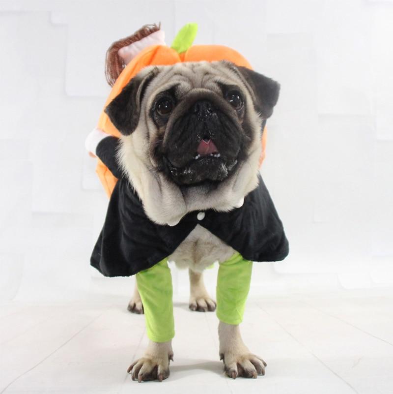 Pilgrim costume for dog hotsell