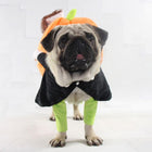 Dog Pilgrim Carrying Pumpkin Costume Pet Clothes Oberlo 