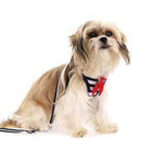 EasyGo Sailor Dog Harness, Collars and Leads, Furbabeez, [tag]