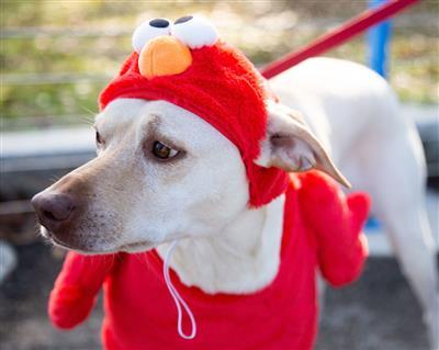 Elmo Dog Costume Pet Clothes Pet Krewe 