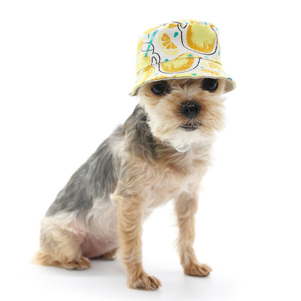 Lemonade Bucket Dog Hat Pet hat DOGO 
