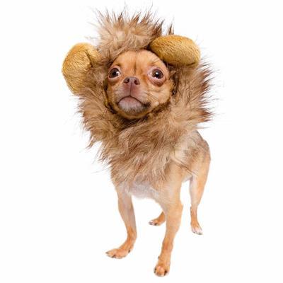 Lion Mane Costume for Small Dogs Pet Accessories Pet Krewe 