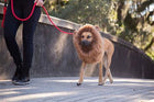 Lion Mane Costume with ears for Medium and Big Dogs Pet Accessories Pet Krewe 
