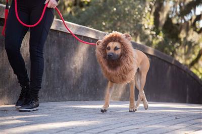 Lion Mane Costume with ears for Medium and Big Dogs Pet Accessories Pet Krewe 