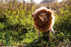 Lion Mane Costume with ears for Medium and Big Dogs Pet Accessories Pet Krewe 