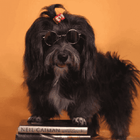 Pet Dog Sunglasses, Pet Accessories, Furbabeez, [tag]