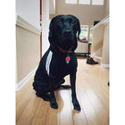 Big Dog Adidog Hoodie, Pet Clothes, Furbabeez, [tag]