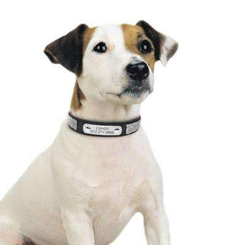 Rhinestone Engraved Dog Collar, Collars and Leads, Furbabeez, [tag]