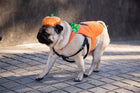 Pumpkin Dog Costume and Hat Pet Clothes Pet Krewe 