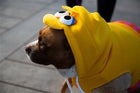 Sesame Street Big Bird Pet Hoodie Costume Pet Clothes Pet Krewe 